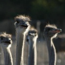 Visit an ostrich show farm near Oudtshoorn in the Klein Karoo - about 60 km from your base at Blommekloof Country Cottages