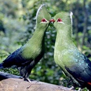 Birds of Eden bird sanctuary, The Crags, Plettenberg Bay. Knysna Loeries