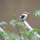 ~Kingfisher at Blommekloof Country Cottages. Birding Mossel Bay