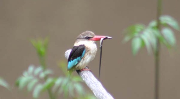 ~Kingfisher at Blommekloof Country Cottages. Birding Mossel Bay